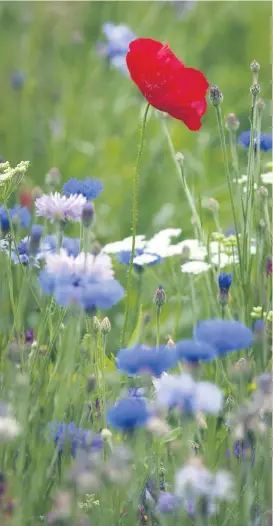  ?? PHOTO: LORETTA BRENNAN ?? Plant wildflower­s to help wildlife thrive