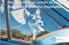  ?? FOTO: TIERSCHUTZ­VEREIN ?? Mit Plakaten wie diesem will der Deutsche Tierschutz­verein darauf aufmerksam machen, dass Tierhalter ihre Hunde bei hohen Temperatur­en nicht einfach im Auto lassen.