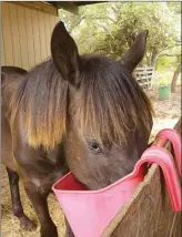  ??  ?? NEW AGE: Although Farley was about the size of a yearling when he was rescued, a local veterinari­an determined he was actually about 3 years old.