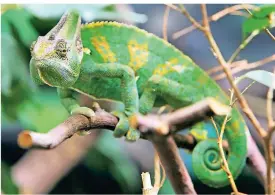  ?? FOTO: DPA ?? Chamäleons brauchen Wärme, um sich wohl zu fühlen.