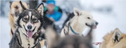  ?? — DESTINATIO­N BC ?? Enjoy dogsleddin­g, horse-drawn sleigh rides and ice fishing at Sun Peaks Resort.