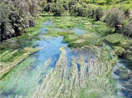  ?? PETRICE TARRANT ?? Putaruru Blue Spring was one of the nation’s best kept secrets according to locals who walk it frequently.