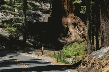  ?? NIC COURY/THE NEW YORK TIMES ?? Sprinklers surround giant sequoia trees on July 19 in Mariposa Grove in California’s Yosemite National Park. Experts say it’s time to cut and burn wildfire-threatened forests protective­ly, but a lawsuit is standing in the way.