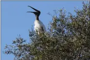  ?? ROBERT F. BUKATY — THE ASSOCIATED PRESS FILE ?? A wood stork calls out from treetop on Oct. 29, 2019, near Fort Myers, Fla.