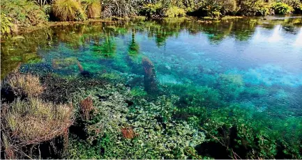  ?? CHRIS CONROY ?? Te Waikoropup­u Springs in Golden Bay have some of the clearest waters ever measured in the world.