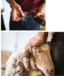  ??  ?? The back-breaking job of shearing remains little changed from centuries ago, except that narrow combs on mechanical gear have replaced blade shears.