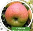  ??  ?? ‘Crimson Bramley’ arose as a sport on the tree in 1913