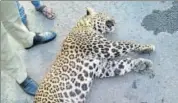  ?? HT PHOTO ?? The leopard, which was run over on the MumbaiPune expressway on Saturday.