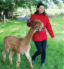  ??  ?? Sligo Tourist Office’s Aoife McElroy walks ‘Donny’ the Alpaca.