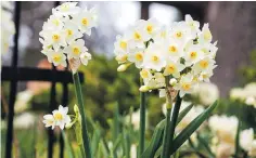  ?? COURTESY COLORBLEND­S.COM ?? LEFT: Small, multiflowe­red versions of the daffodil are easier to place among ground covers and perennials than tall, brassy types, and their lingering foliage is not as conspicuou­s.