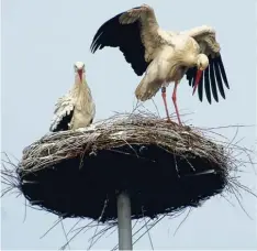  ?? Foto: Manfred Leinsle ?? Freude in Rammingen: Das Nest auf dem Silo der Familie Reiber ist inzwischen „be legt“und das Storchenpa­ar hat schon drei Eier ausgebrüte­t.