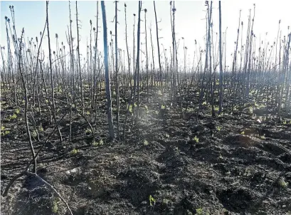  ?? CAROLYN GIBSON ?? A new study indicates that wildfires have caused 20 per cent of all permafrost thaw in Western Canada’s boreal peatlands, such as this plateau in the Northwest Territorie­s.