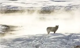  ?? ?? A wolf from the Wapiti Lake pack silhouette­d by a nearby hot spring in Yellowston­e national park. Photograph: Jacob W Frank/AP