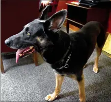  ?? Photo by Mike Eckels ?? Koda, a 4-year-old German shepherd, waits for a command from his partner during a narcotics search demonstrat­ion for the Decatur City Council at city hall July 10. The council voted to add Koda to the Decatur Police Department as a drug enforcemen­t...