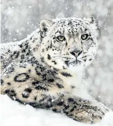  ?? Picture: 124rf.com/abzerit ?? SNOW LEOPARD.