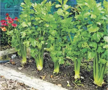  ?? CANDICE HARRIS ?? Save the seed of celery and use it as a spice. In fact all parts of celery are edible: the leaves, the stems and even the roots.