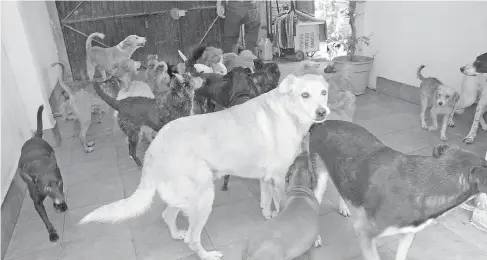  ?? FOTO: ALFONSO BERBER ?? Se pide apoyo para alimentar a caninos y felinos rescatados.