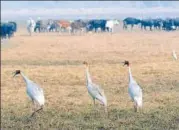  ?? SUNIL GHOSH/HT ?? Sarus cranes at the Dhanauri wetland in Greater Noida, UP, in January 2019