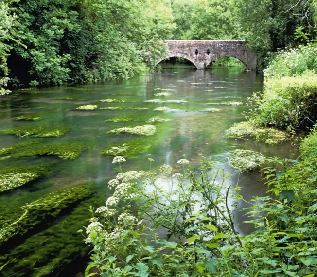  ??  ?? Freshwater sticklebac­ks benefit from the inherent protection of plant cover in their habitat. Marine types are far more exposed. salt solution When saltwater sticklebac­ks move to fresh water to breed, their bodies change to help them adapt to the...