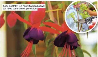  ??  ?? ‘Lady Boothby’ is a hardy fuchsia but will still need some winter protection