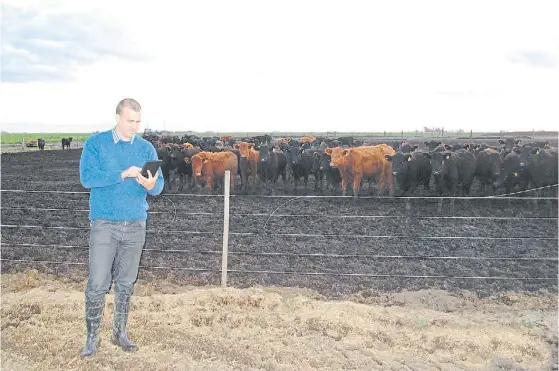  ??  ?? Conectado. Patricio Truppel monitorea un lote de novillitos. Las abundantes lluvias complican el manejo ganadero en el feedlot con piso de tierra.