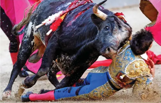  ??  ?? Stabbed: The bull charges into matador Daniel Garcia Navarrete, plunging a horn into his neck, at an arena in Madrid