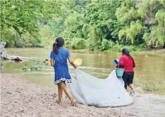  ??  ?? La Conagua y la empresa Proactiva recogieron muestras de agua y peces muertos en distintos puntos del río Sabinalito y anunciaron que en 15 días ofrecerán los resultados.