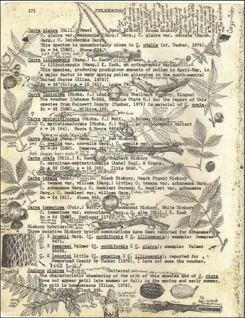  ?? Photo courtesy Kelly Mulhollan ?? The “Atlas
and Annotated List of the Vascular Plants of Arkansas” was published by University of Arkansas botanist Edwin B. Smith in 1978. Naturalist Kent Bonar added the illustrati­ons over about 30 years.