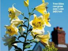  ??  ?? Tree lilies can grow over 1.8m (6ft) tall