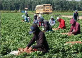  ?? The Canadian Press ?? Migrant farm workers were disproport­ionately affected by COVID-19 because of poor housing conditions.