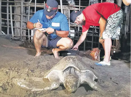  ?? ?? 1 Identifica­das. En los últimos meses AMBAS y Medio Ambiente iniciaron un proceso de marcaje de hembras anidantes en la zona.