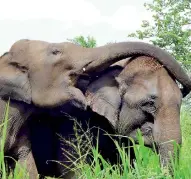  ??  ?? Dominant behaviour: Trunk-over dominance gesture between two adult female elephants.