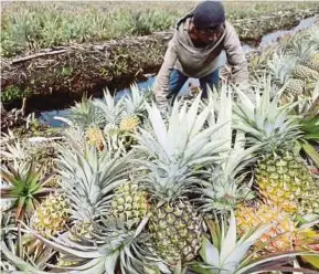  ??  ?? Bantuan input dan teknik penanaman secara berterusan LPNM mendorong pengusaha dan pekebun di Sarawak menghasilk­an pengeluara­n nanas lebih baik.