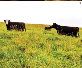  ??  ?? 3 Vacas pastando Las vacas y los terneros están totalmente libres en el campo, donde pastan tranquilam­ente. 3