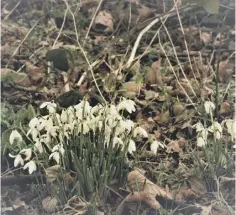  ?? ?? WINDSWEPT: Tiny snowdrops still secure after the storms