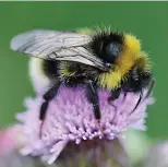  ??  ?? Bees love all 450 varieties of lavender