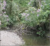  ??  ?? Killarney’s Deenagh river choked by rhododendr­on.