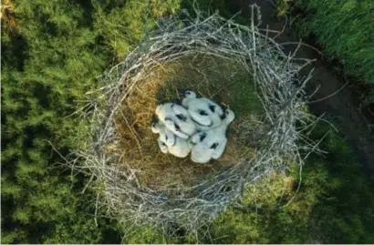  ?? FOTO ERWIN CHRISTIS ?? De vier kuikens zitten veilig in hun nest in Neeroetere­n.