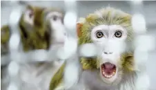  ?? — AFP file photo ?? A Rhesus macaque, part of the 11 rescued monkeys from research laboratori­es, sits in the quarantine room of the future animal shelter ‘La Taniere’, in Nogentle-Phaye near Chartres.