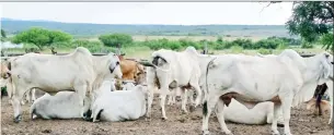  ?? (Courtesy pics) ?? Beef cattle: There is need for healthy competitio­n in the beef industry.