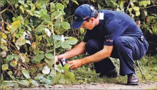  ?? RICHARD LAM/ CP ?? Mike Weir searches for ball in blackberry bushes on his way to double-bogeying fifth hole yesterday.