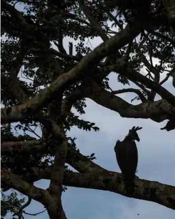  ??  ?? Ecoturismu­l are deja un efect pozitiv asupra harpiilor, spune biologul Everton Miranda, arătându-le proprietar­ilor de terenuri că „pădurea nu este un loc steril din punct de vedere economic”. Crede că în cele din urmă, regiunea din Amazon unde lucrează el ar putea atrage anual sute de vizitatori care vin să vadă harpiile. Asta ar fi favorabil pentru răpitoare și nenumărate alte specii din pădure, precum și pentru comunități­le locale.