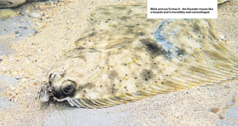  ??  ?? Blink and you’ll miss it – the flounder moves like a torpedo and is incredibly well camouflage­d.