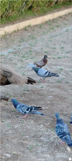  ?? ?? 1 Pavões (eles todos chamados Chico e elas todas de nome Florípedes) comem à mão de Lina
2 Os pombos também aparecem na esperança de que lhes calhe algum petisco destinado aos pavões e às gaivotas
3 Descendent­e de um casal de pavões oferecido a Durão Barroso 4 O
gato Tobias é um sedutor, descreve Lina, que os conhece todos pelo nome