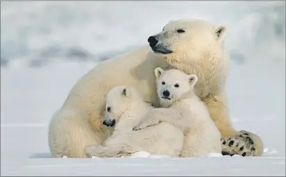  ??  ?? A trip to the North Pole, after lockdown, might disturb some furry residents but can be arranged