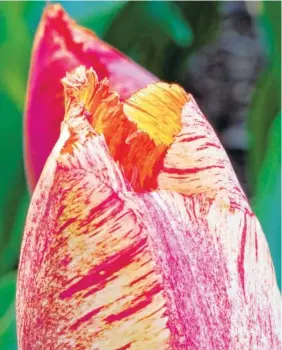  ?? PATTY HANKINS/PATTY HANKINS BEAUTIFULF­LOWERPICTU­RES.COM VIA THE ASSOCIATED PRESS ?? This close-up photograph shows the pattern and texture details of a Sunset Miami Tulip.