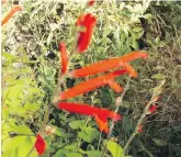  ??  ?? A form of pineapple sage (Salvia elegans) called Honey Melon is hardy, with a long bloom period.