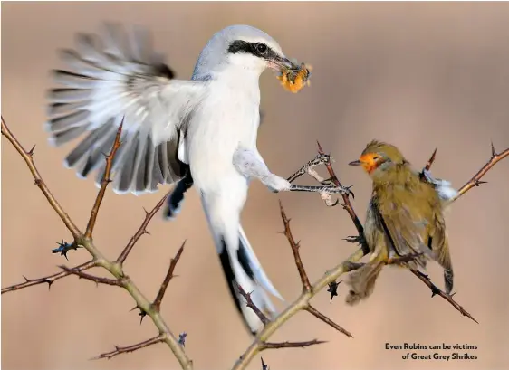  ??  ?? Even Robins can be victims of Great Grey Shrikes