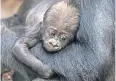  ?? FOTO: DPA ?? Das im Dezember geborene Gorillabab­y wurde „Kianga“getauft.