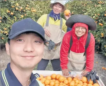  ??  ?? ■ Daewon Park (left) and Ruth Hariyono (right) with a fellow farm worker while picking oranges in Tocumwal.